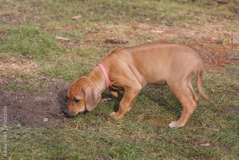 jeune rhodesian ridgeback flairant seul l'herbe du jardin jeune rhodesian ridgeback flairant seul l'herbe du jardin