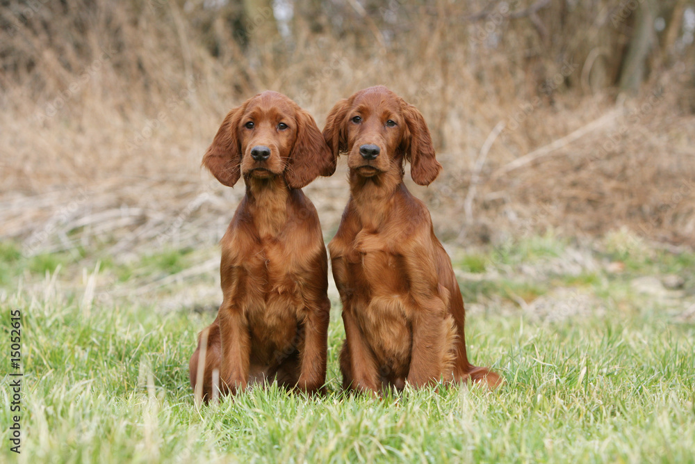 pose pour deux jeunes setter irlandais assis en campagne pose pour deux jeunes setter irlandais assis en campagne