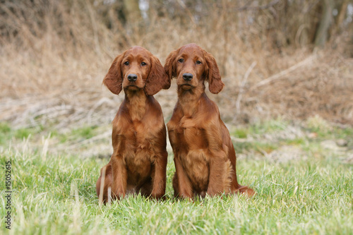 pose pour deux jeunes setter irlandais assis en campagne