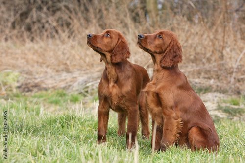 deux setter irlandais assis regardant en l'air dans le jardin