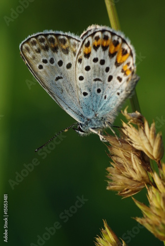 Wallpaper Mural 初夏のシジミチョウ Torontodigital.ca