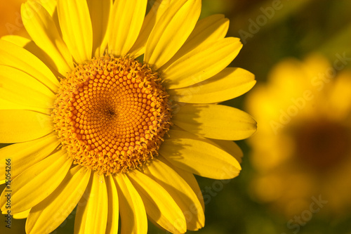 Heart of a sunflower as closeup