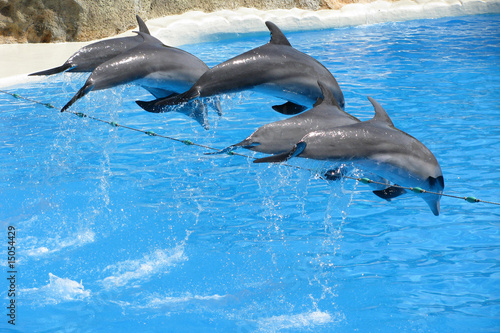 park dolphins