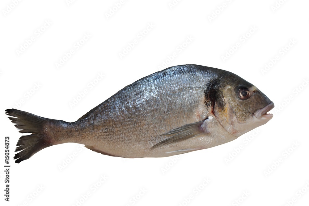 Obraz premium royal gilthead