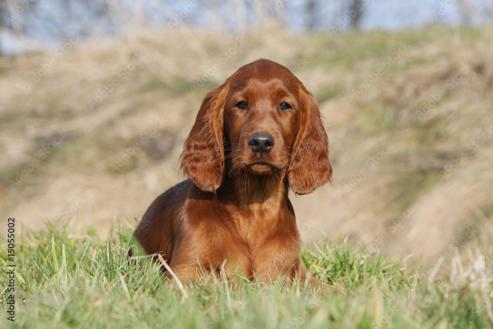 chiot setter irlandais allongé dans l'herbe à la campagne chiot setter irlandais allongé dans l'herbe à la campagne