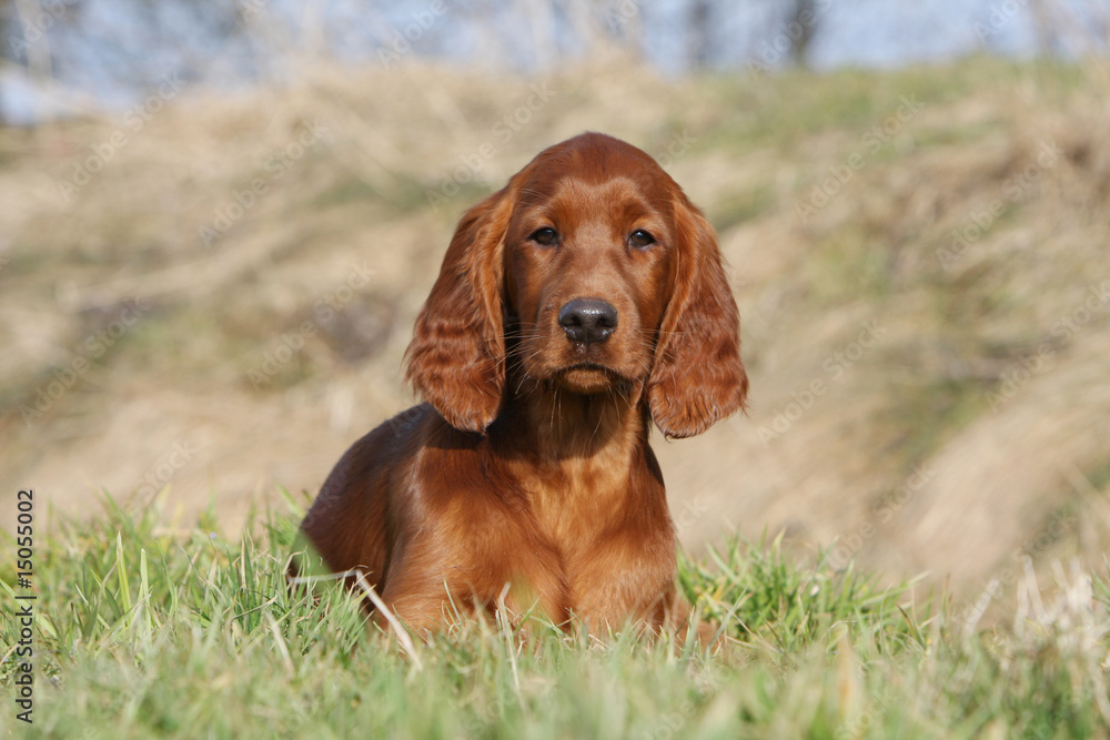 chiot setter irlandais allongé dans l'herbe à la campagne