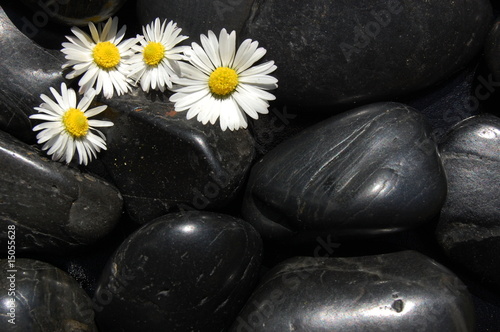 daisy flowers on black stones
