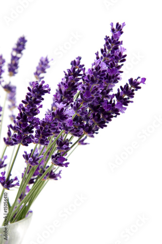 purple lavender in closeup isolated on white background