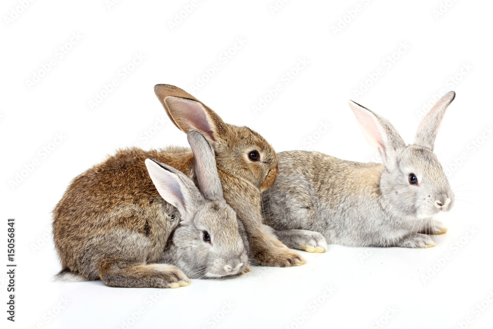 Fototapeta premium rabbits