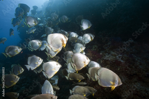 ocean and orbicular spadefish