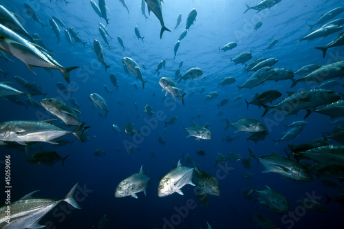 ocean and giant trevally