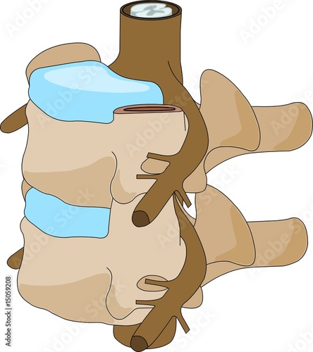 vertebra disc anatomy