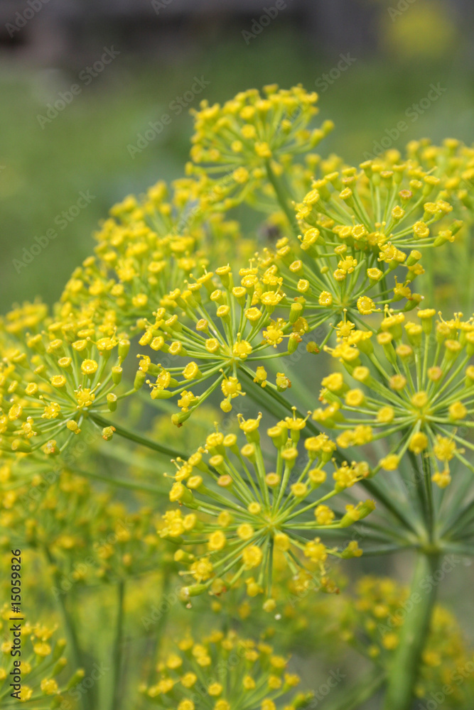 Fototapeta premium fennel