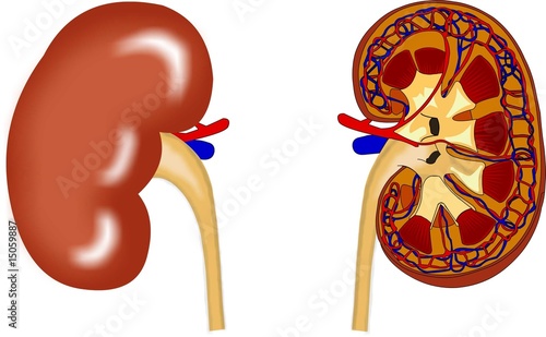 kidney anatomy