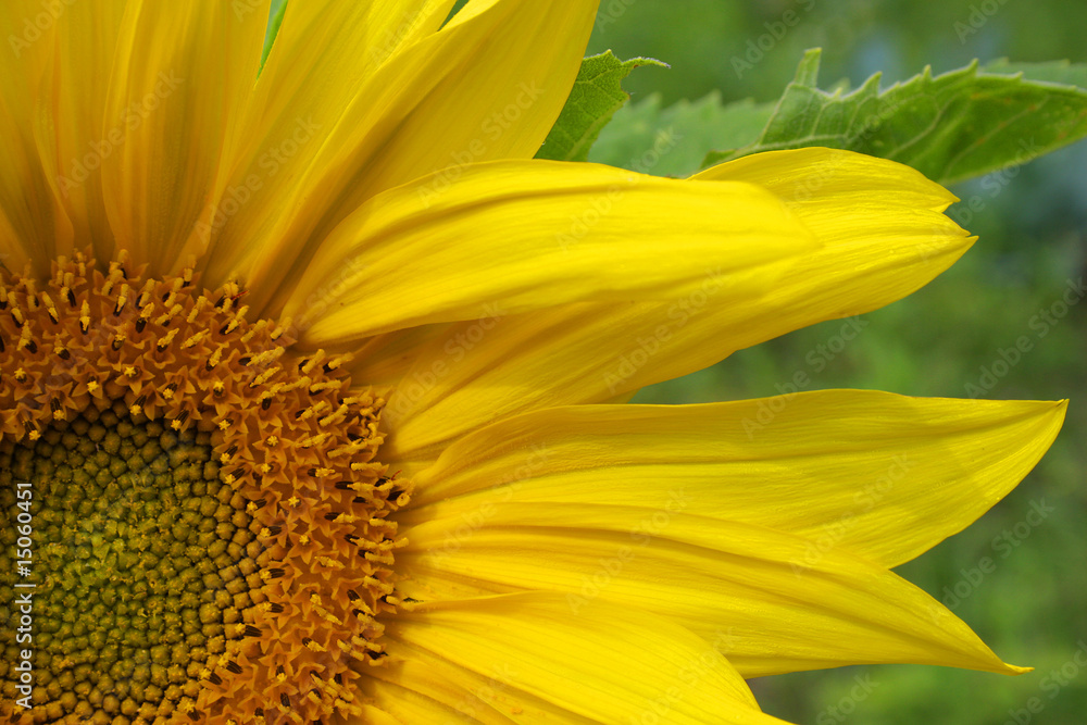 sunflower sunflower