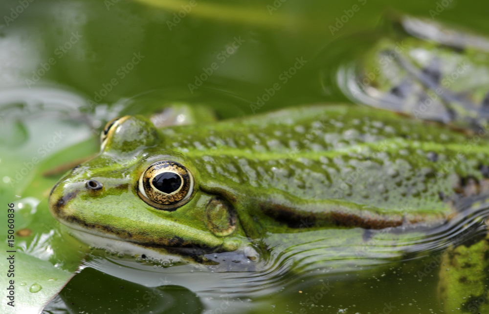 frog frog