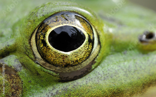 frog © Zbyszek Nowak
