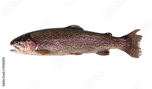 Trout fish isolated on white..