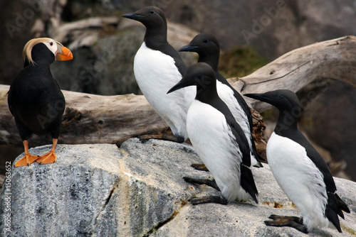 Common Murres and Tufted Puffin, Alaska