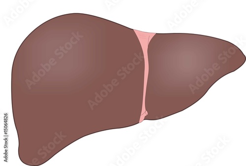 single liver