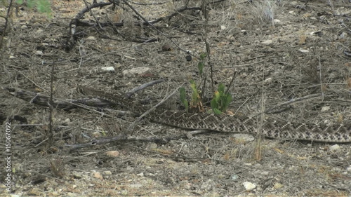 1080 Slithering rattler