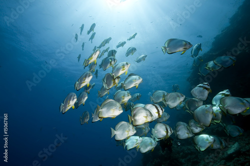 ocean and orbicular spadefish