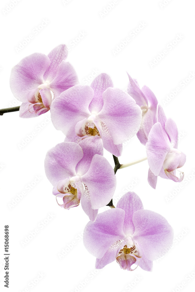 Flowers of a Phalaenopsis orchid hybrid Flowers of a Phalaenopsis orchid hybrid