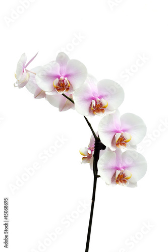 Flowers of a Phalaenopsis orchid hybrid vertical