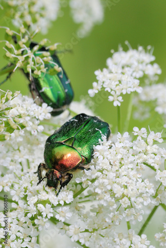 Colored bugs photo