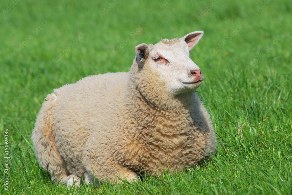 Schaf liegend auf einer Wiese