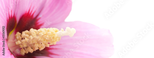 Ibiscus rose - pétale et pistil