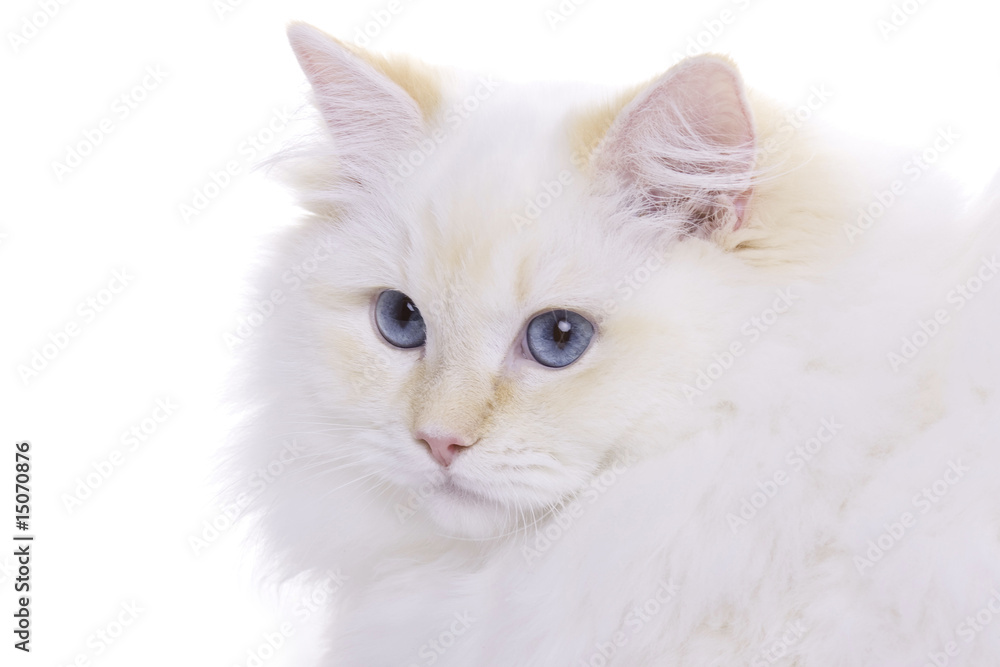 Cat with blue eyes portrait, Ragdoll