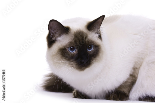 Cat with blue eyes, Ragdoll