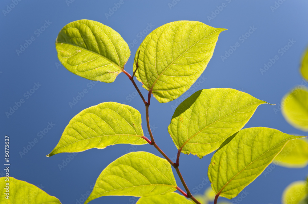 Fototapeta premium tree