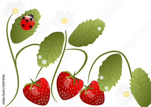 erdbeeren illustration