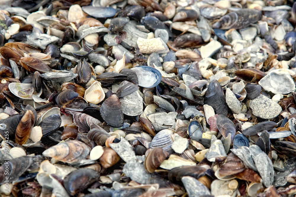 Some shells on the beach