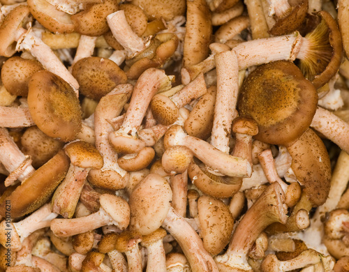 small brown fungus background