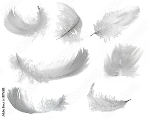 seven white feathers