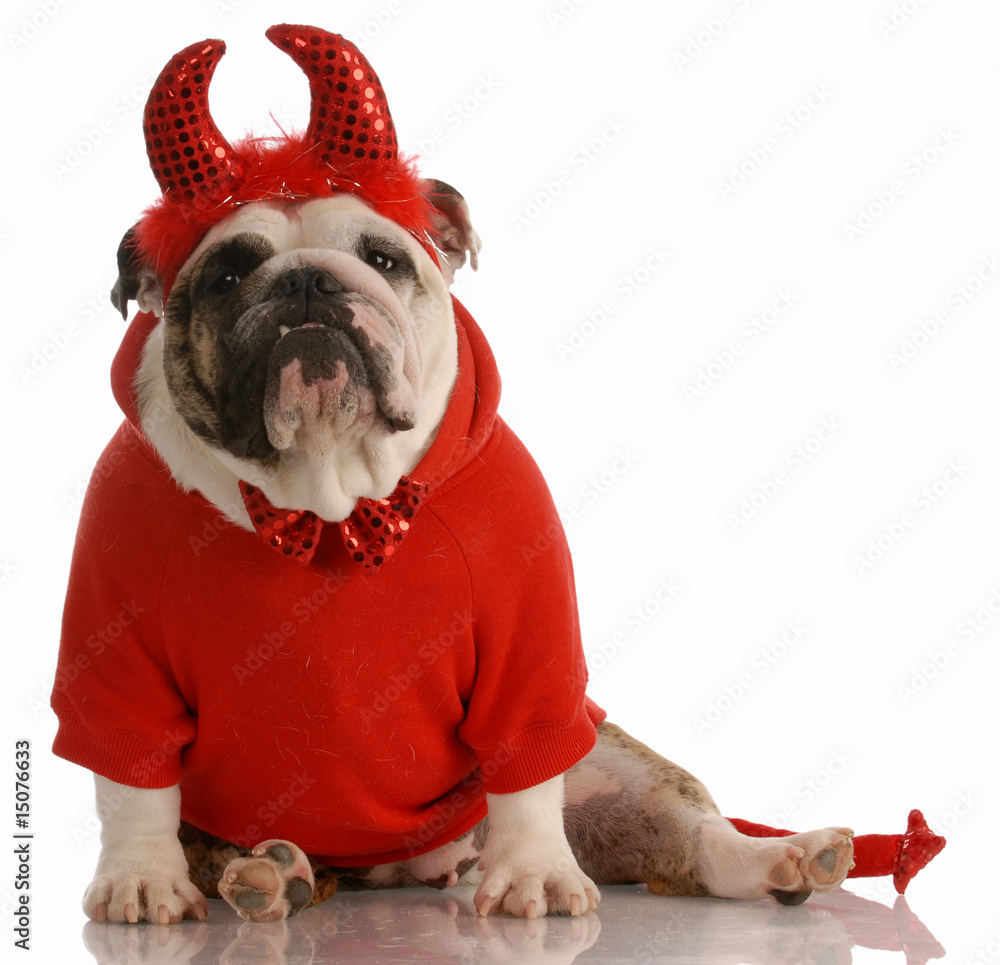 english bulldog dressed up as a devil Stock Photo Adobe Stock