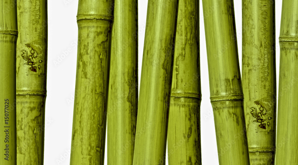 Obraz premium bamboo background