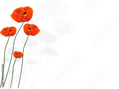 coquelicots