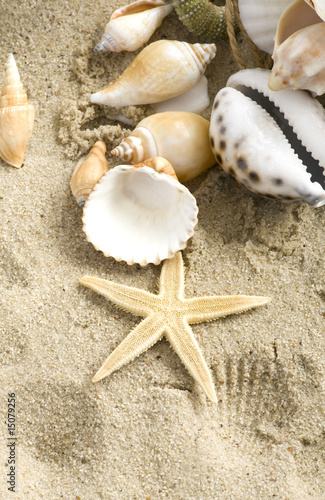Starfish and echinus on the Beach