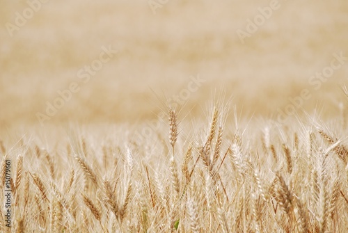 campi di grano photo