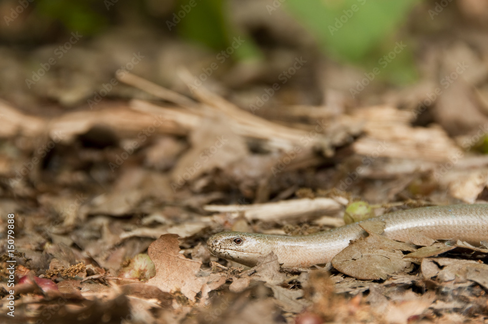 Einheimische Blindschleiche (Anguis fragilis) im Wald Einheimische Blindschleiche (Anguis fragilis) im Wald