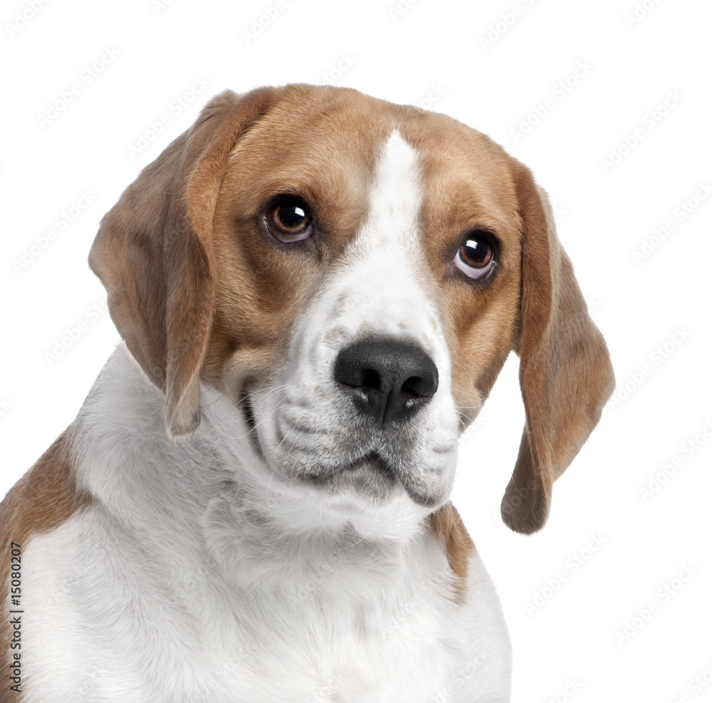 close-up on a Beagle's head (2 years old)