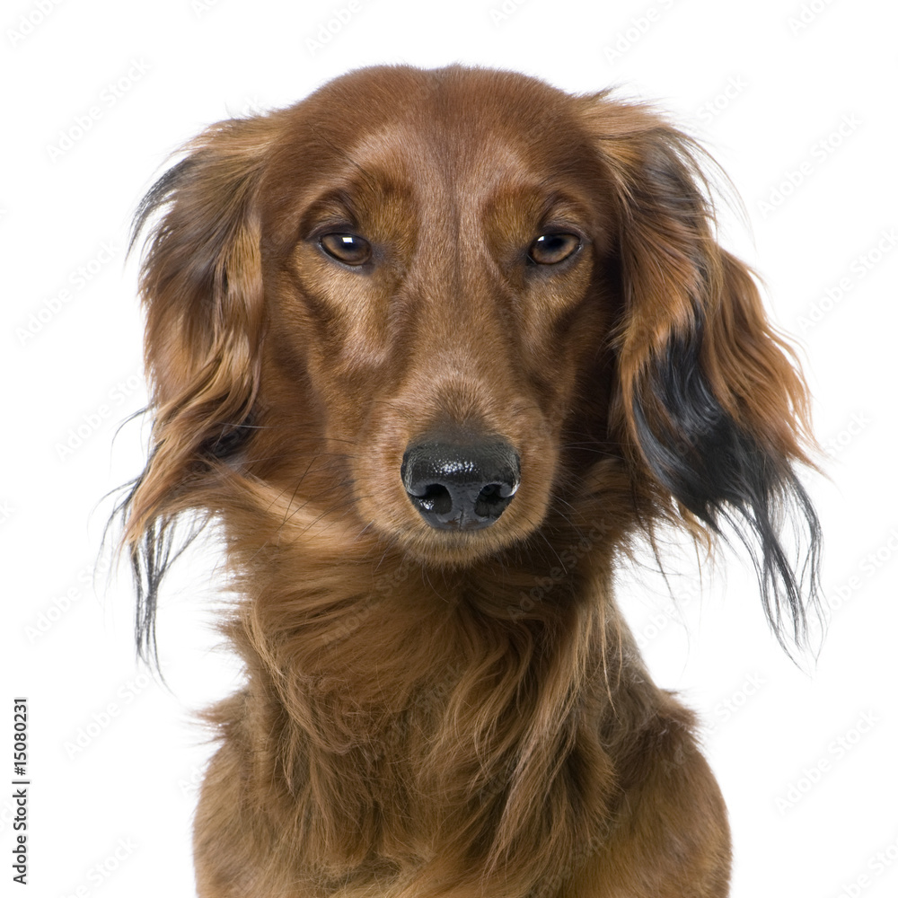 close-up on a dog's head, Dachshund, front view