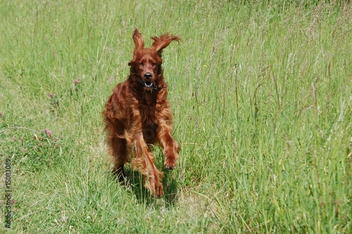 Tapety artystyczne red setter running