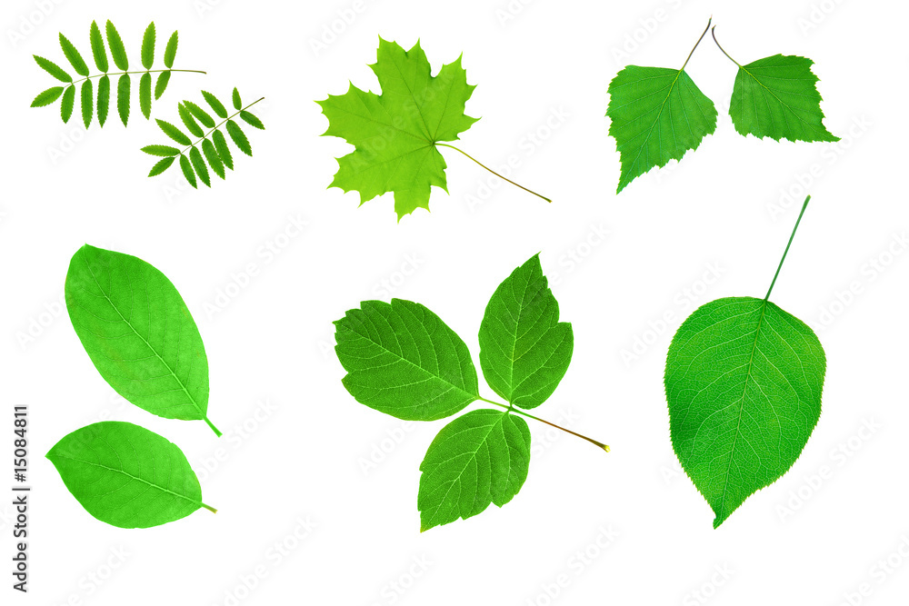 Fototapeta premium Green leaves