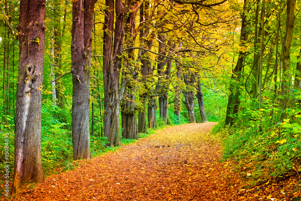 Obraz premium forest path in fall, Poland