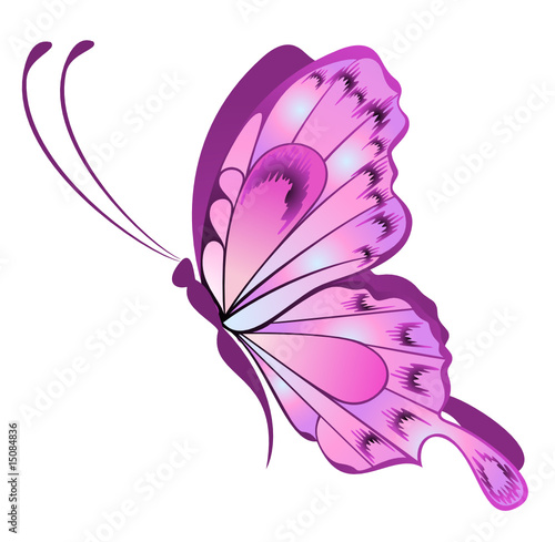 Beautiful butterfly